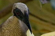 Helmeted Friarbird (Philemon buceroides)